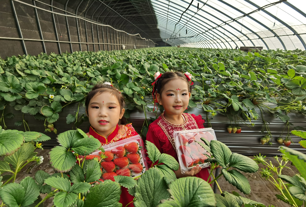 师市特色种植“多点开花”